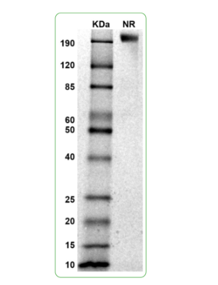 MW: Molecular Weight marker reduced condition
NR: FGFR3 dimer under non-reduced condition